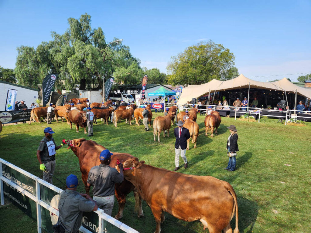 Limousin Cattle Breeders 50th Anniversary Celebrations Bloemfontein Showgrounds