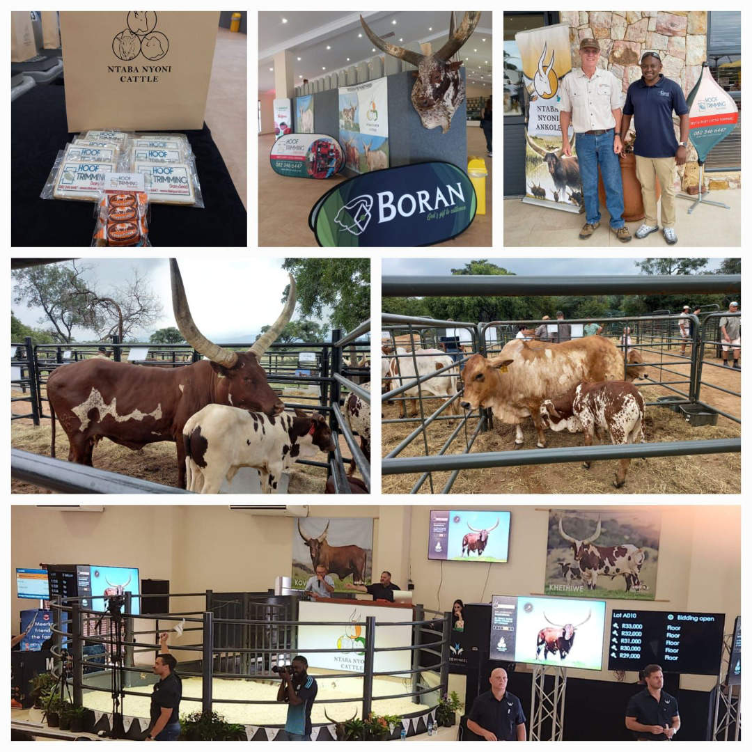 Ntaba Nyoni Cattle Auction '25