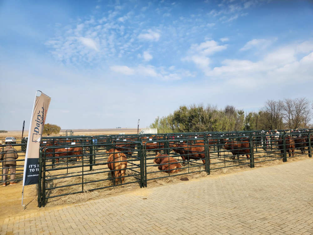 Hoof Trimming DairySmid Proud Sponsor at the Hirsaw Bovelder Production Auction 2026